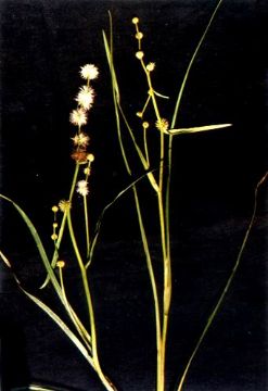 Sparganium Coreanum Extract